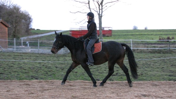Reitunterricht auf Aerö