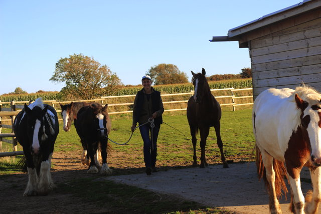 Bild vom Pony Paddock