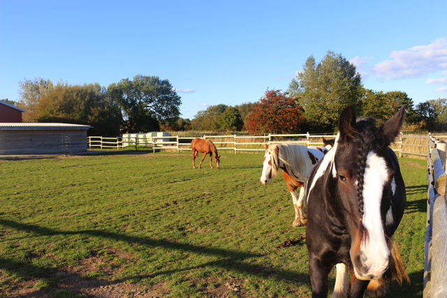 Bild vom Pony Paddock